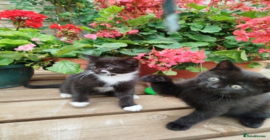 British Shorthair cats - Advert 13