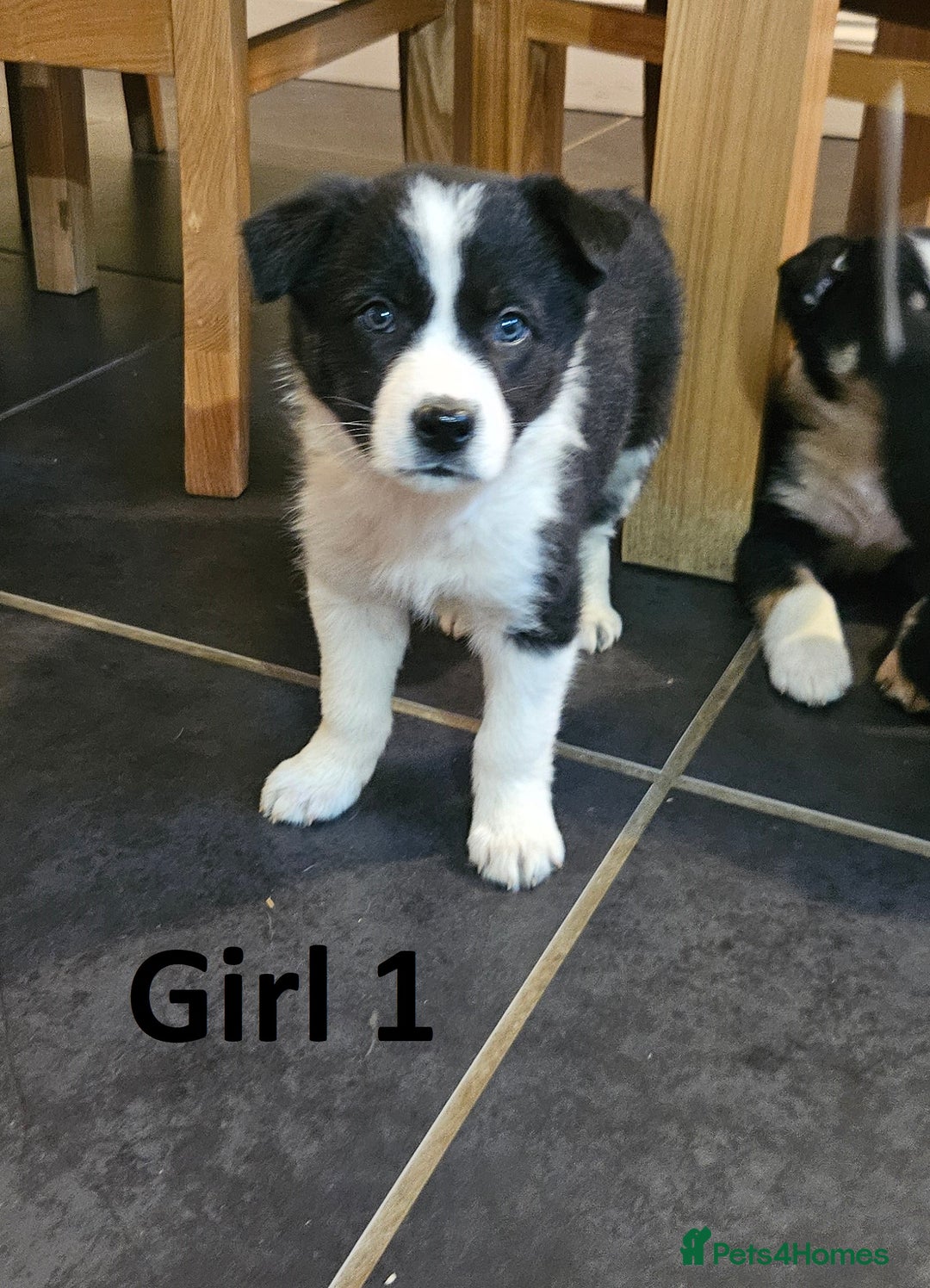 Border Collie dogs for sale: Beautiful border collie pups for sale - Advert 3