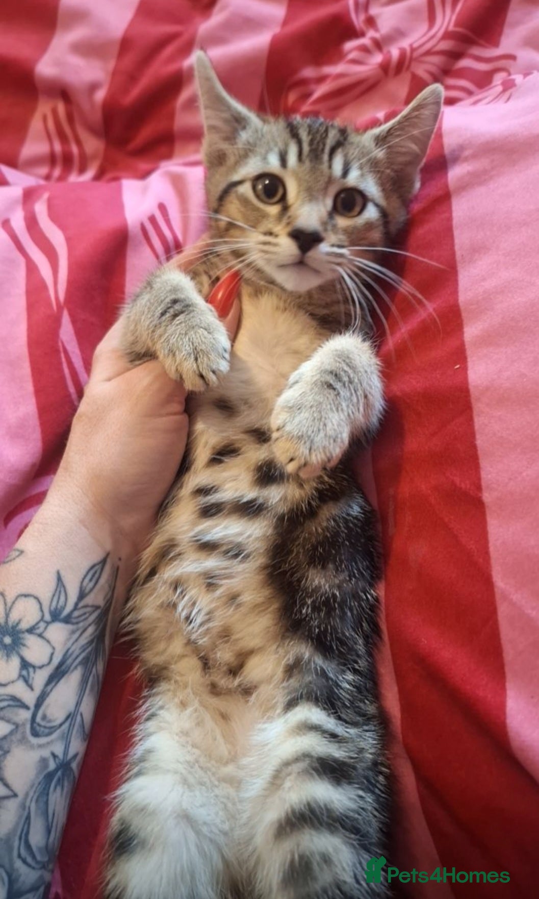 Mixed Breed cats 3 beautiful kittens for sale. - Advert 1