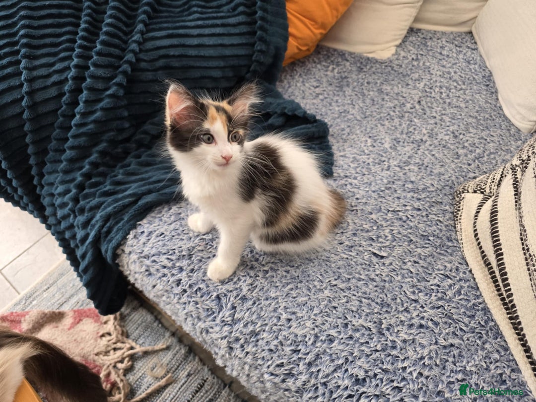 Mixed Breed cats for sale: Beautiful kittens - Image 8