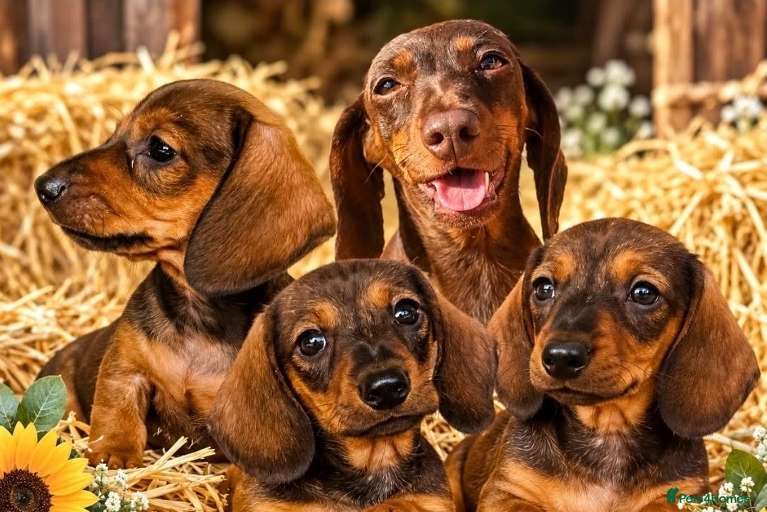 Miniature Dachshund dogs The three triplets 🐶🐶🐶 - Advert 1