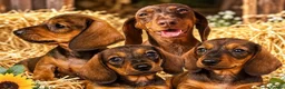 Miniature Dachshund dogs for sale: The three triplets 🐶🐶🐶 - Advert 1