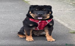 Shar Pei dogs for stud: Shar Pei stud  - Image 1