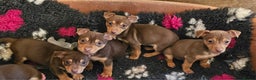Jack Russell dogs for sale: Gorgeous Chocolate and Tan Jack Russell Puppies - Advert 7