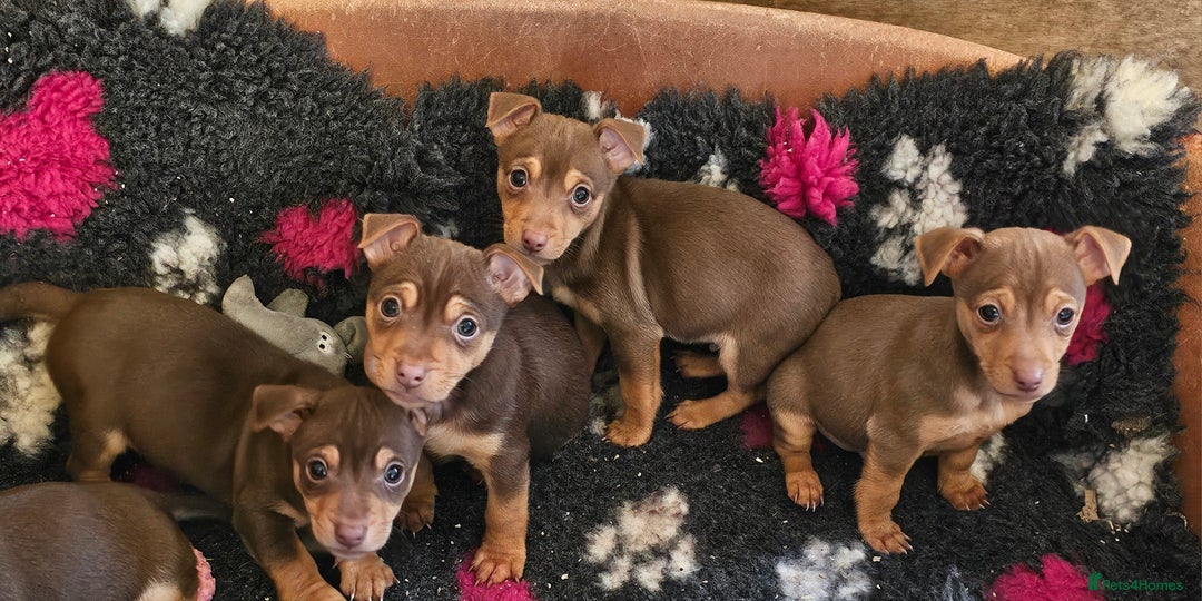Jack Russell dogs for sale: Gorgeous Chocolate and Tan Jack Russell Puppies - Advert 7