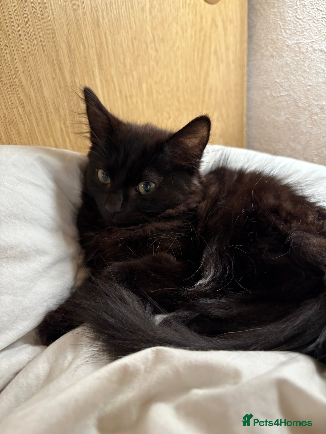 Norwegian Forest Cat cats for sale: Norwegian Forest Kittens - Image 8