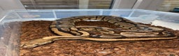 Python Snake reptiles for sale: 11x royal pythons  - Advert 7
