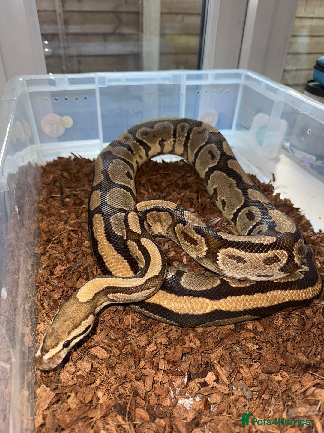 Python Snake reptiles for sale: 11x royal pythons  - Advert 7