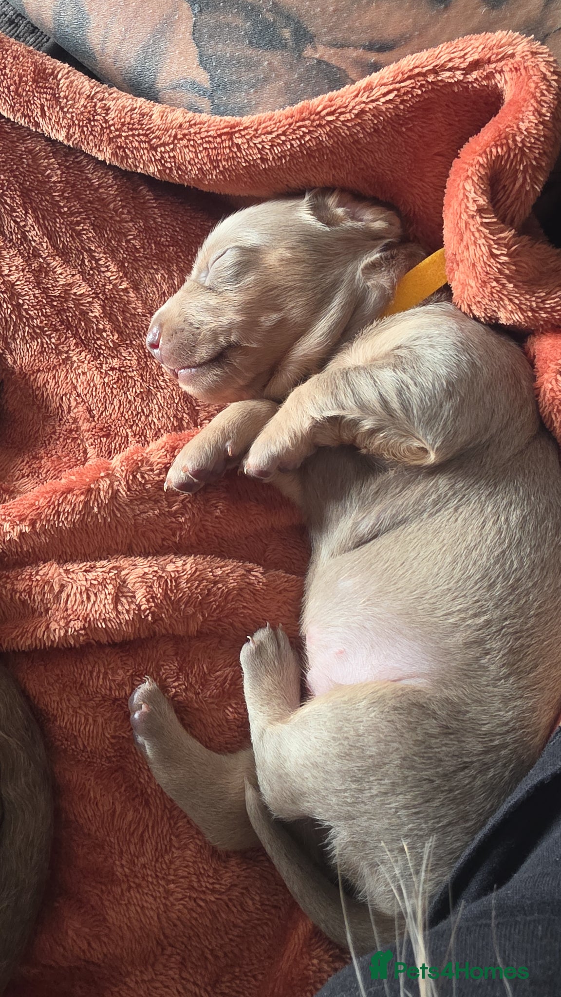 Miniature Dachshund dogs 3 Isabella Dachshund female puppies - Advert 1