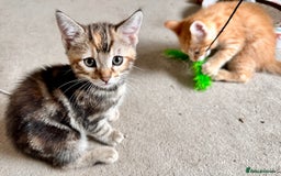 Mixed Breed cats for sale: Adorable bengal & tabby mix kittens - Image 21