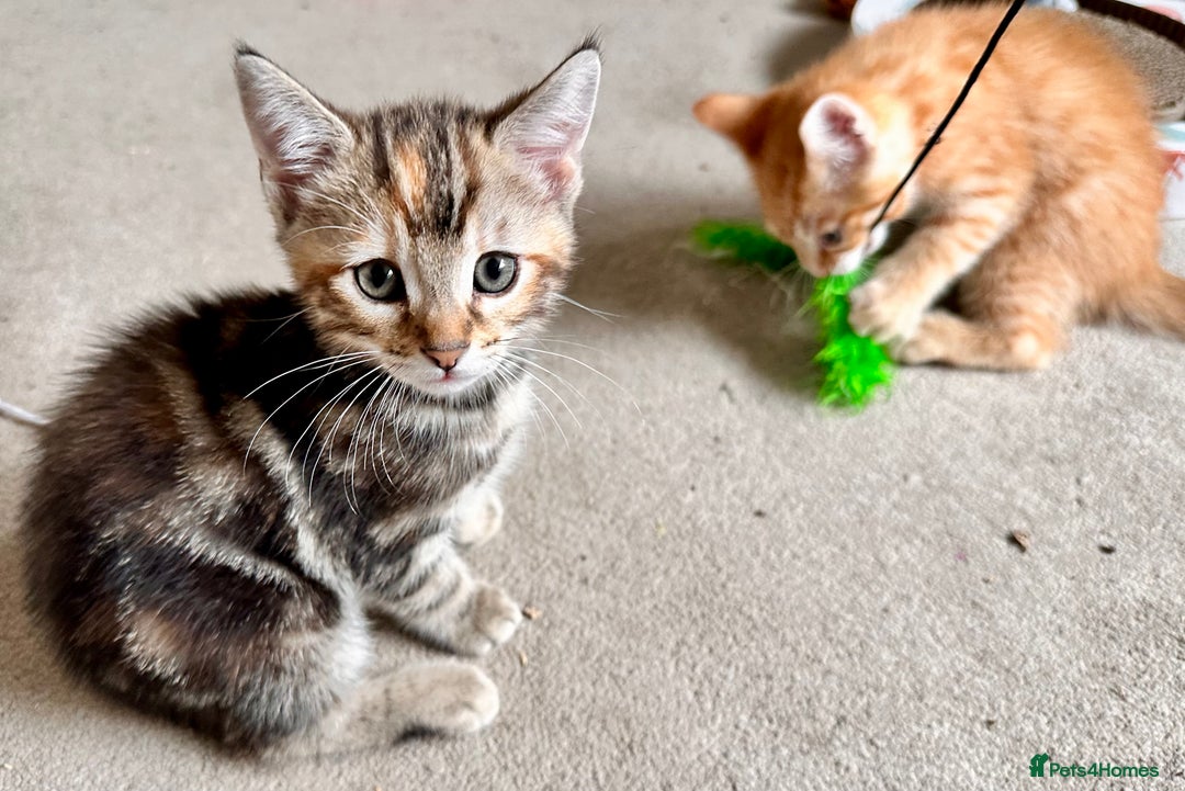 Mixed Breed cats for sale: Adorable bengal & tabby mix kittens - Image 21