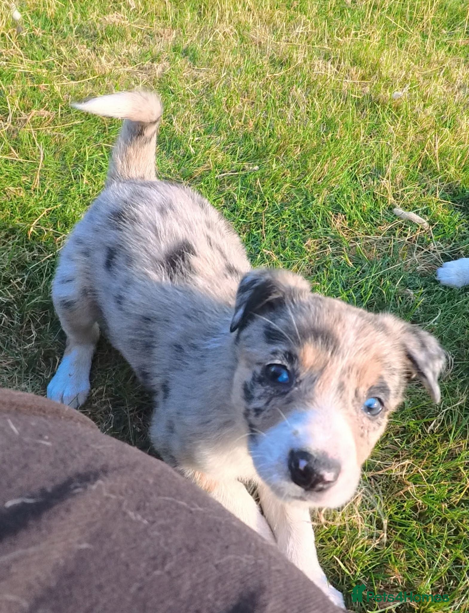 Border Collie dogs Border Collie Pups  - Advert 1