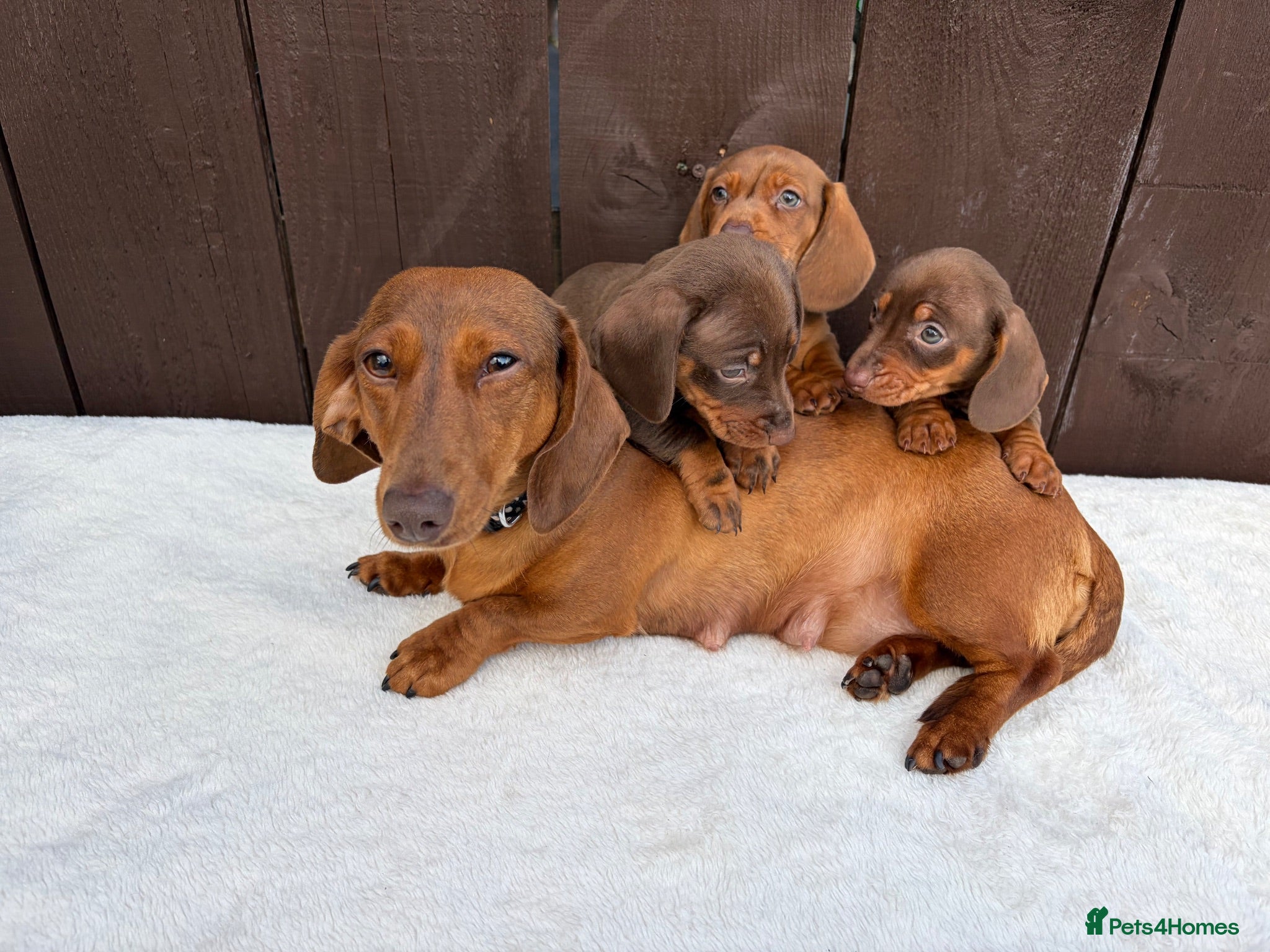 Miniature Dachshund dogs Dachshund 4 Boys available  - Advert 1