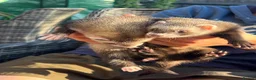 Ferret rodents for sale: 4 young Jill ferrets polecat cross silver  in March - Advert 10