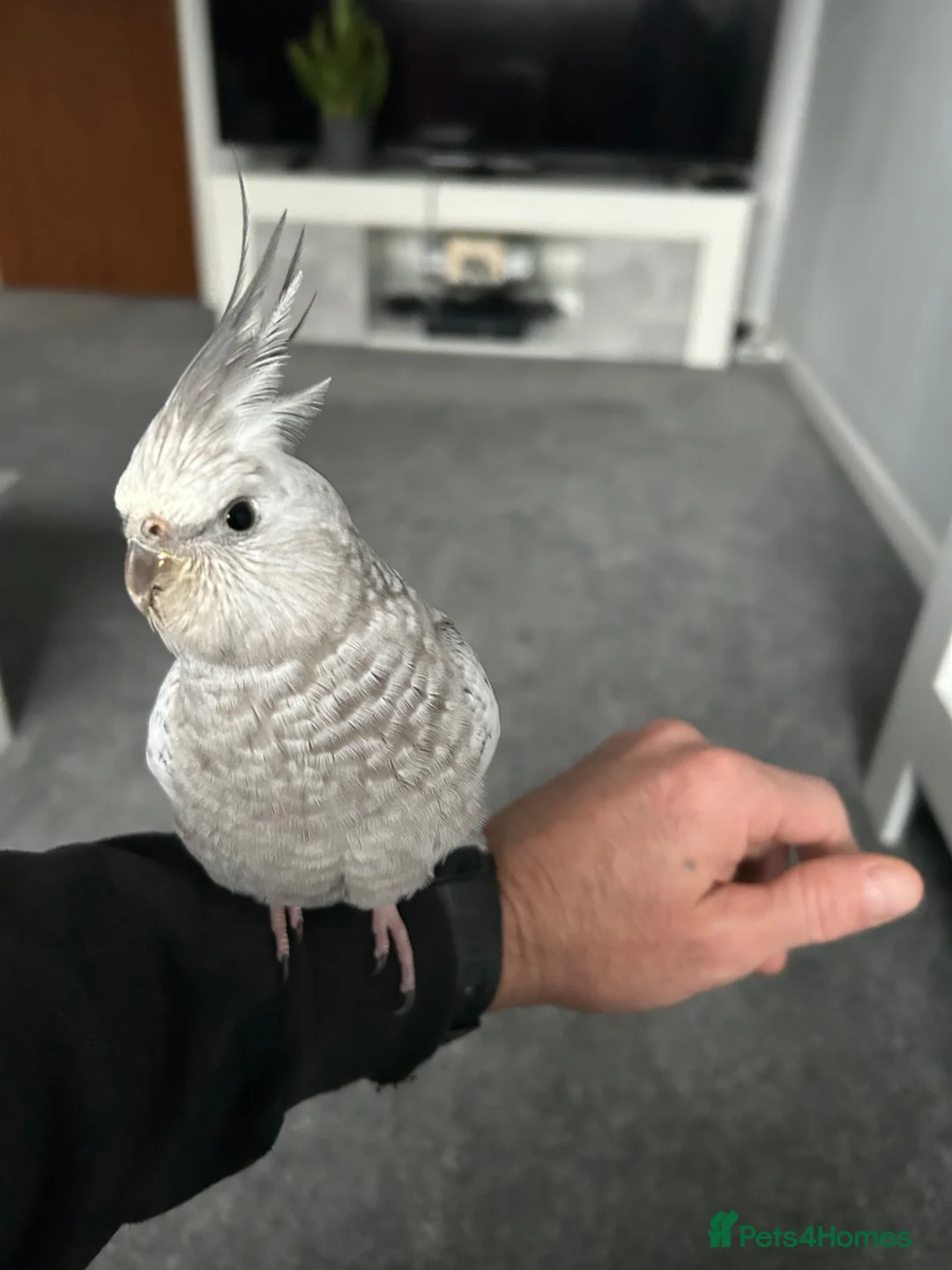 Cockatiels birds for sale: Female White Face Cockatiel and large cage  - Advert 2