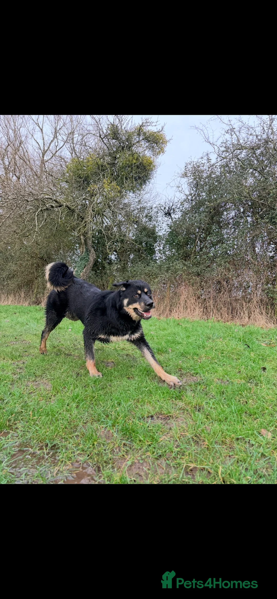 Mixed Breed dogs for sale: Remaining Male Puppy needs rehoming!  - Advert 8