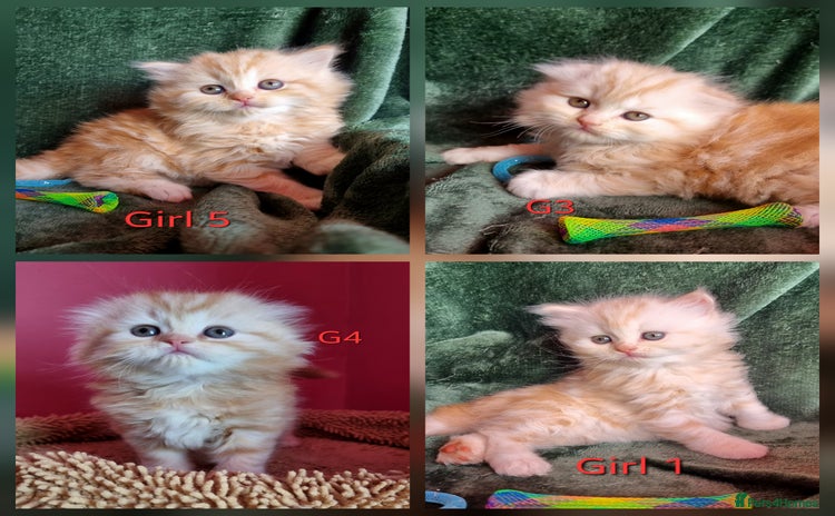 Scottish Fold cats - Advert 2