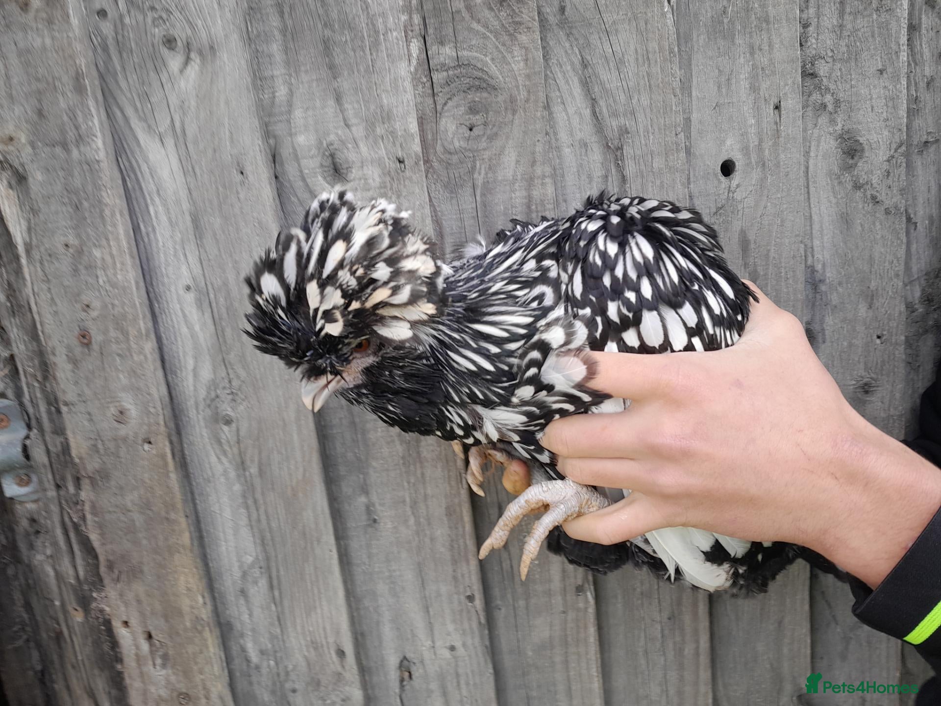 Chickens poultry for sale: Polish and Polish Frizzle Bantams  - Advert 2