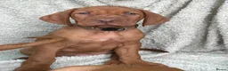 Hungarian Vizsla dogs for sale: 🐶Adorable KC Hungarian Vizsla Puppies 💗🩵 - Advert 10