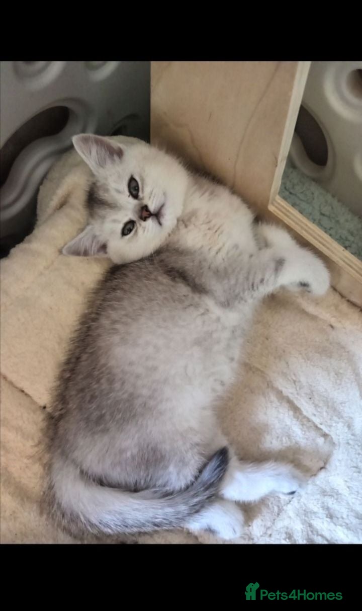 British Shorthair cats Silver & Golden British Shorthair Kittens  - Advert 10