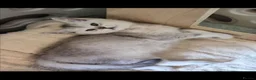 British Shorthair cats for sale: Silver & Golden British Shorthair Kittens  in Ballynahinch - Advert 2