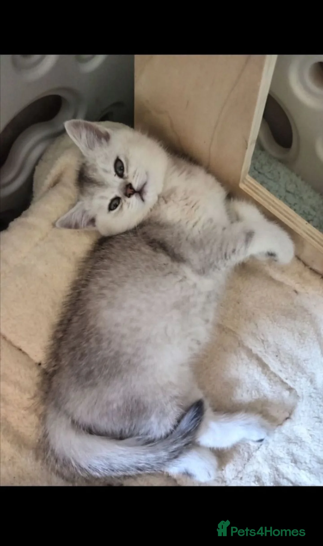 British Shorthair cats for sale: Silver & Golden British Shorthair Kittens  in Ballynahinch - Advert 2