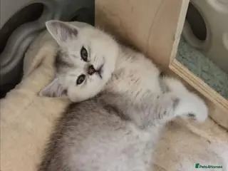 British Shorthair cats Silver & Golden British Shorthair Kittens - Advert 2