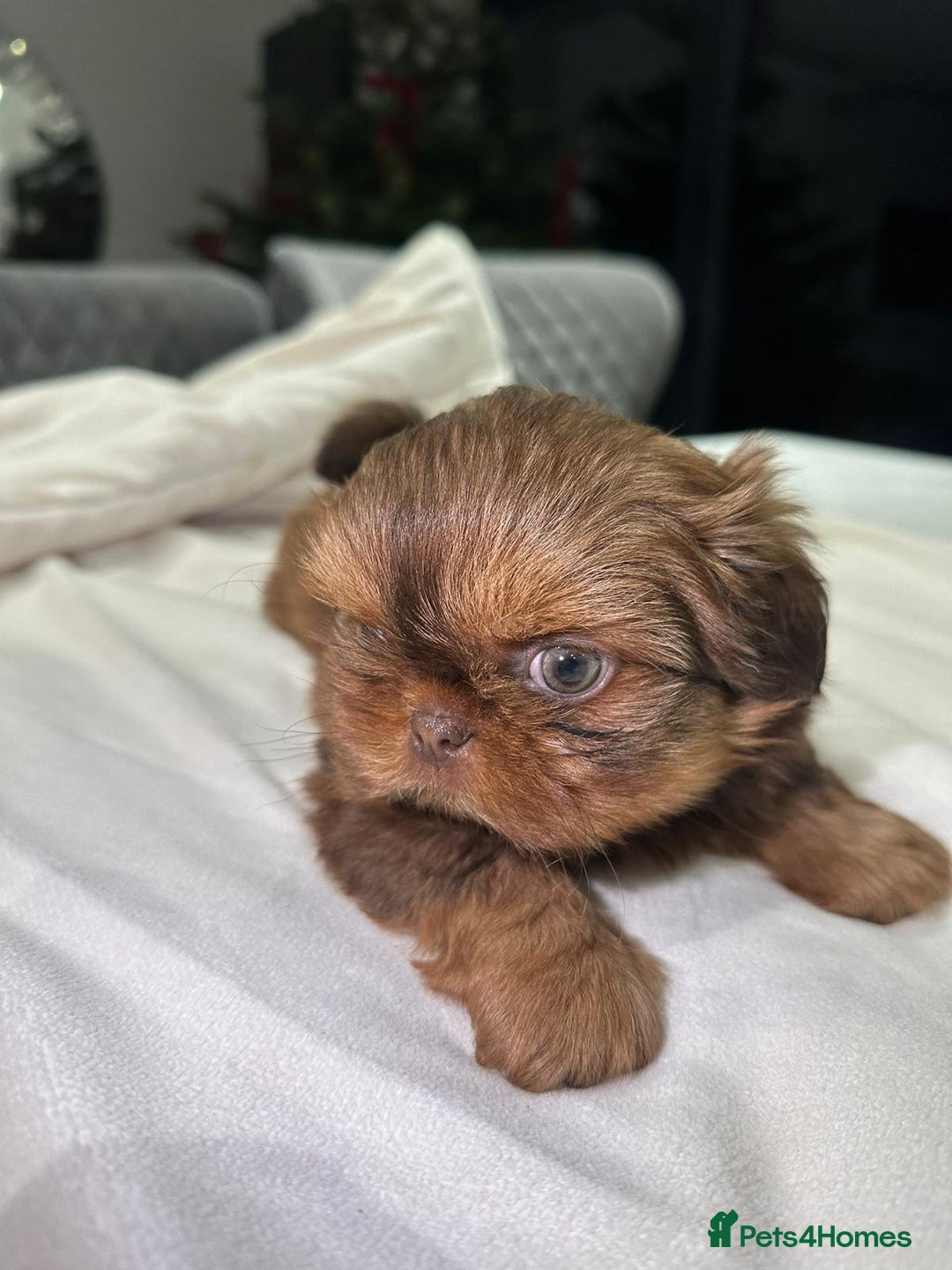 Shih Tzu dogs for sale: kC Imperial Shih tzu Ready now only 1 girl left  - Advert 3