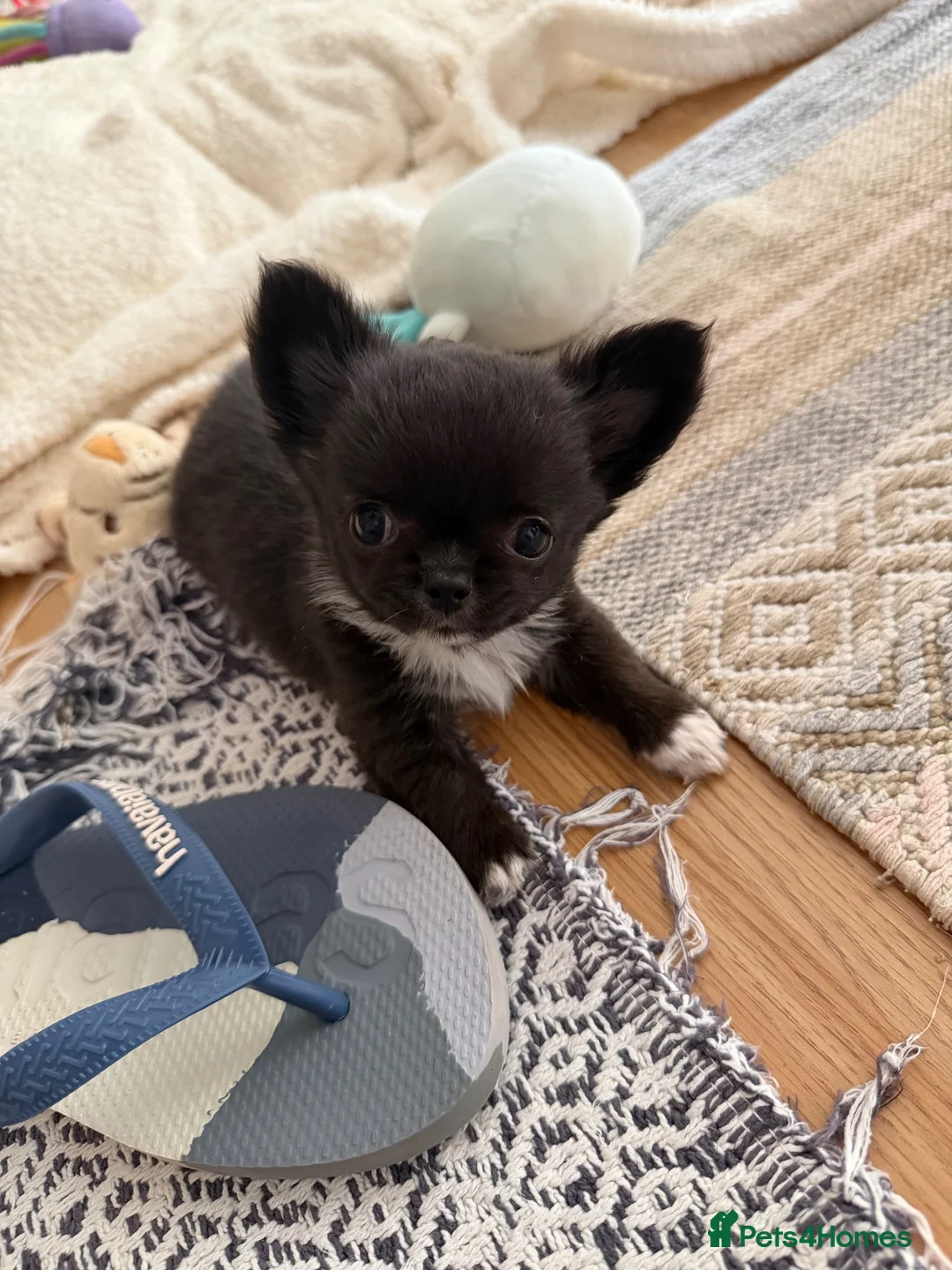 Chihuahua dogs for sale: Super tiny & stunning Chihuahua Boy 🐾 - Advert 1