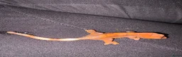 Gecko reptiles for sale: Crested Gecko Babies - Advert 7