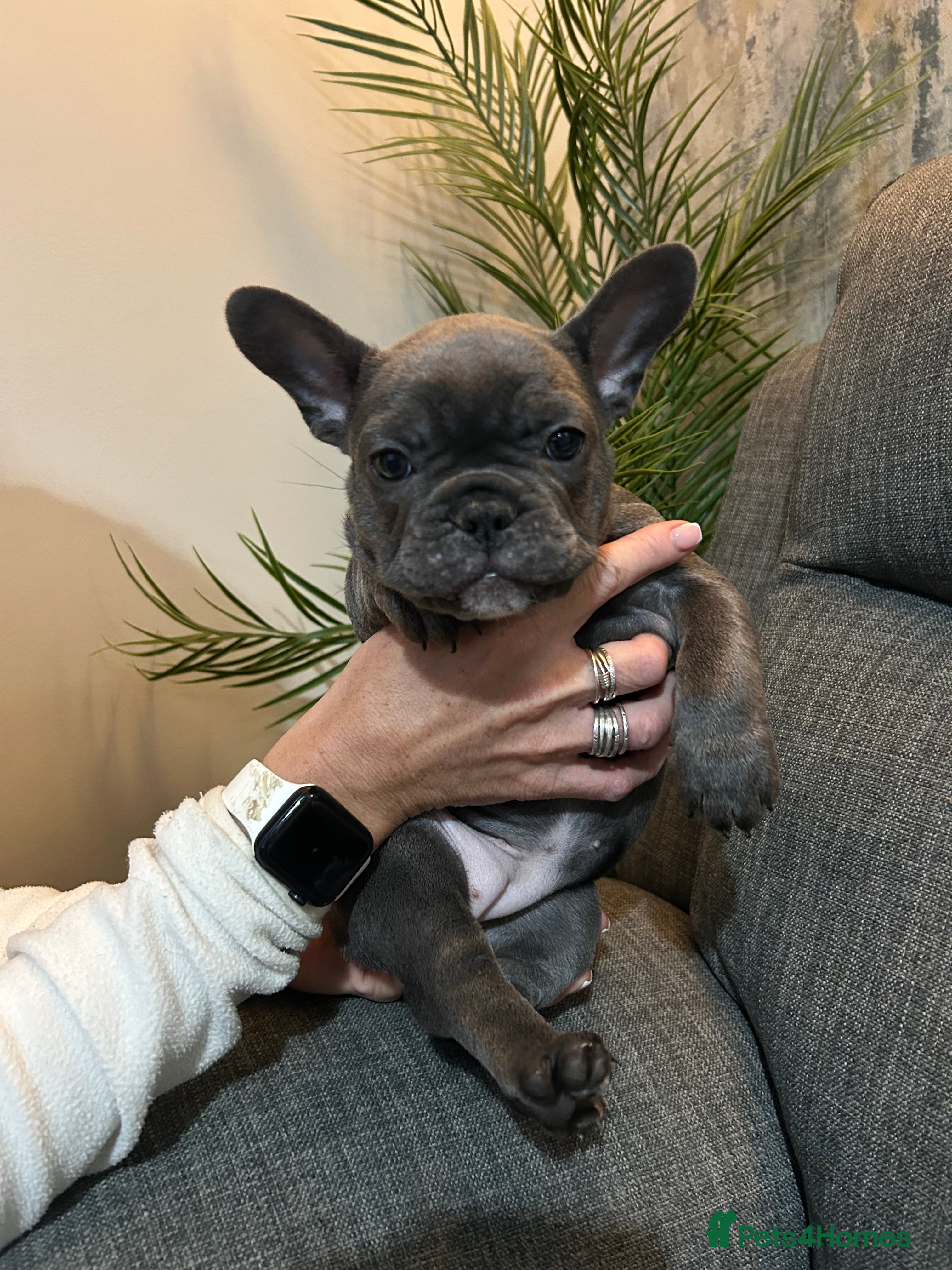 French Bulldog dogs ❤️ready now..beautiful Kiki ❤️ - Advert 15