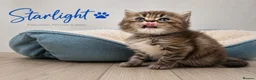 Persian cats for sale: Absolutely beautiful Persian/ragdoll Kittens - Advert 29