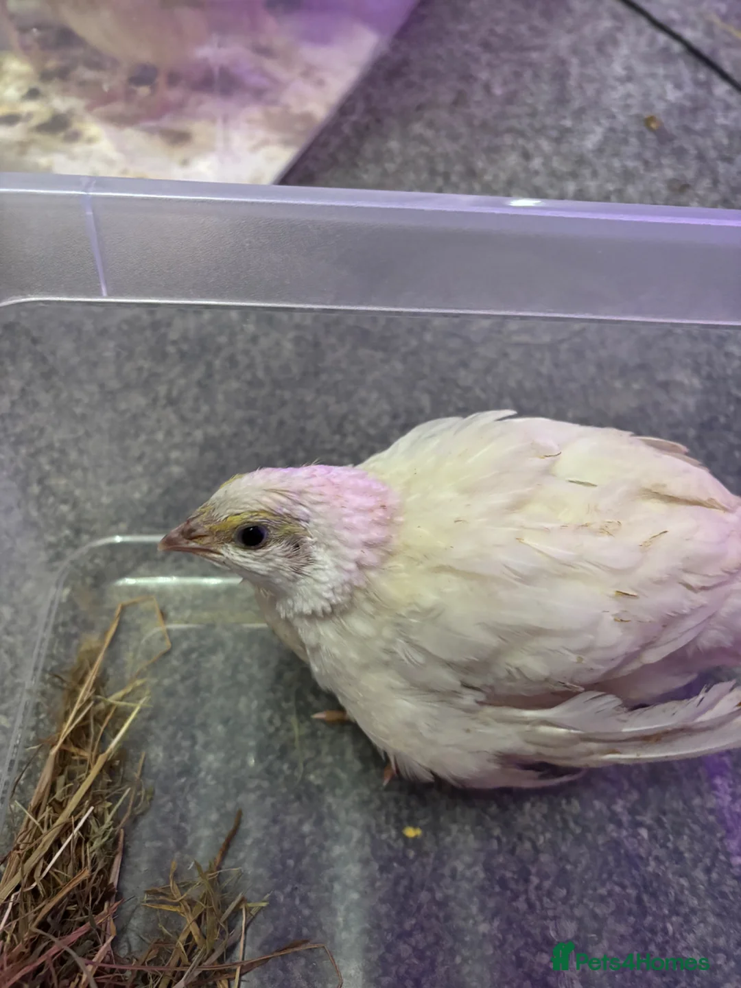 Quail poultry for sale: Female celadon quail- pet only - Advert 1