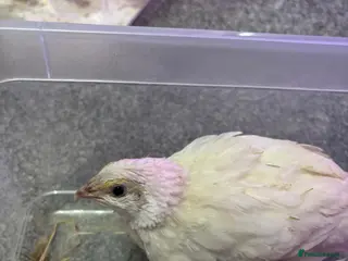 Quail poultry Female celadon quail- pet only - Advert 7