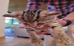 Mixed Breed cats for sale: Beautiful kittens for sale - Image 5