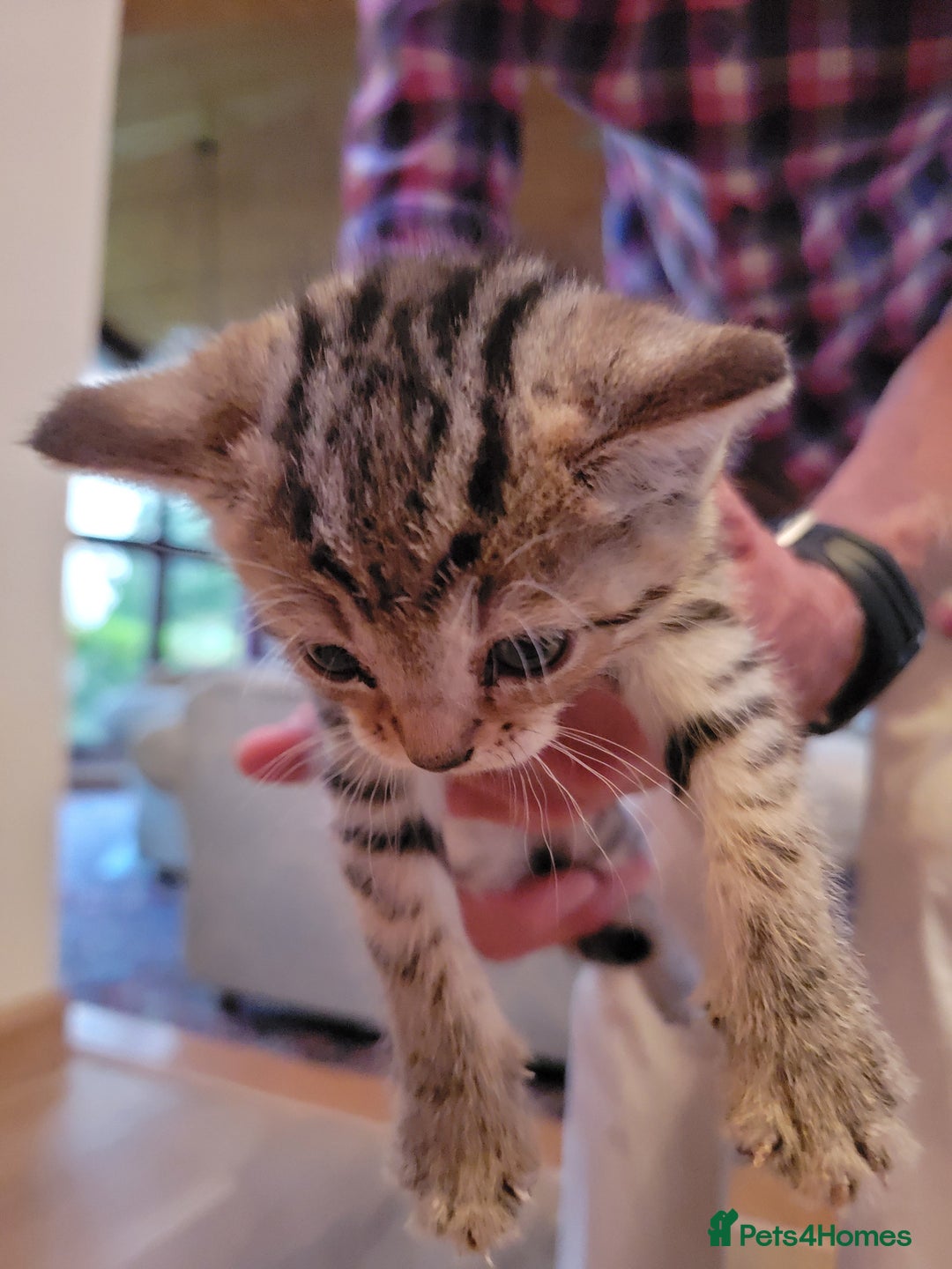 Mixed Breed cats for sale: Beautiful kittens for sale - Image 5