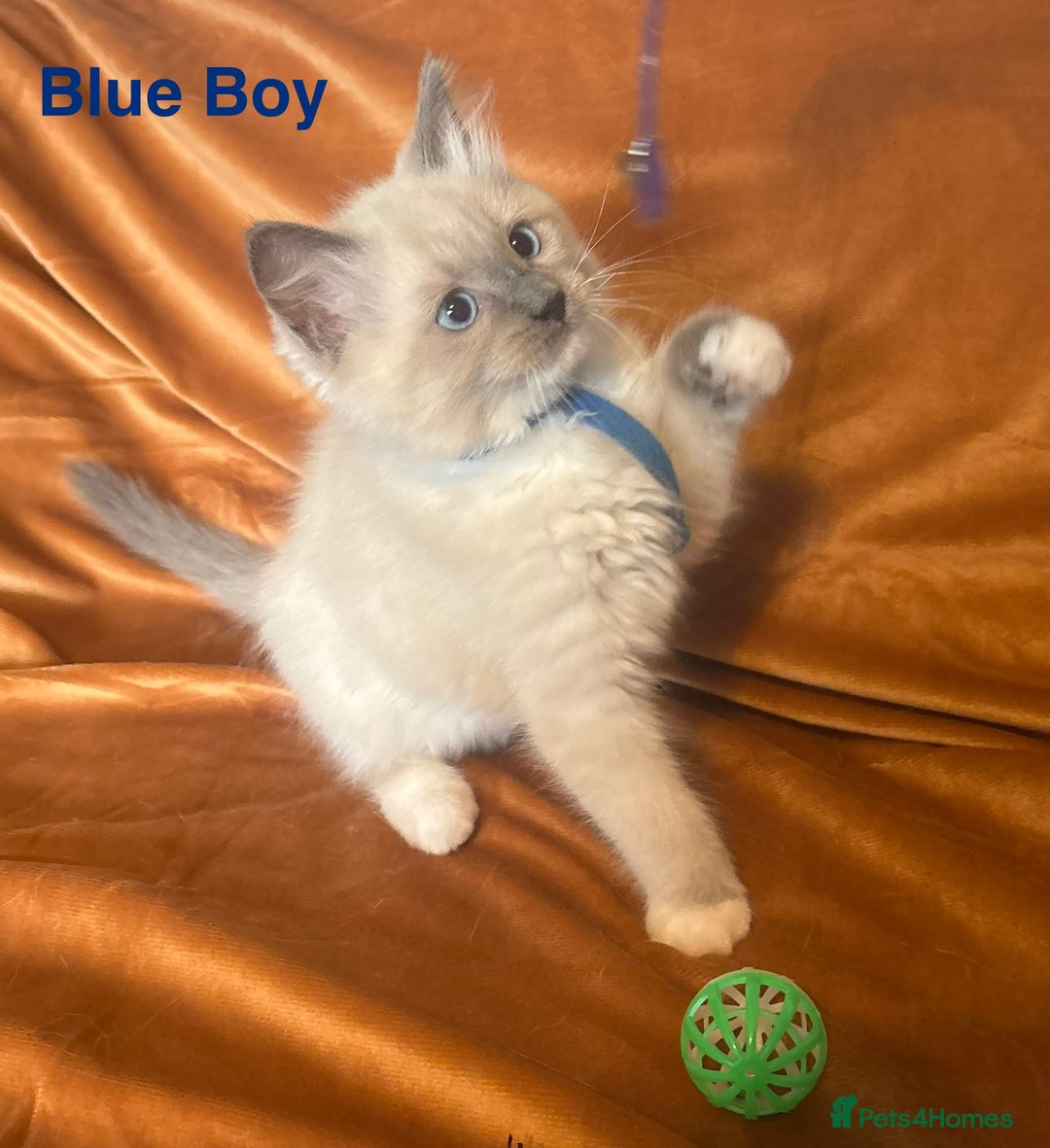 Ragdoll cats for sale: Adorable pure Ragdoll kittens boys and girls - Image 12