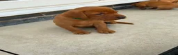 Labrador Retriever dogs for sale: Beautiful KC registered dark red Labrador puppies in York - Advert 15