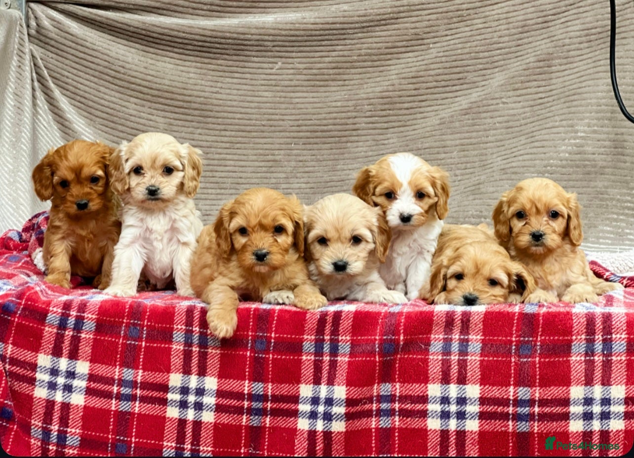 Cavapoochon dogs BEAUTIFUL CAVAPOOCHON PUPPIES - Advert 4