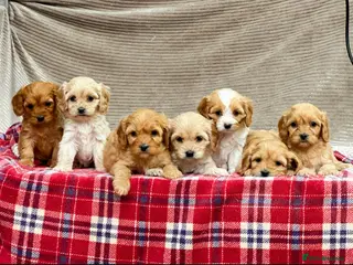Cavapoochon dogs BEAUTIFUL CAVAPOOCHON PUPPIES - Advert 4