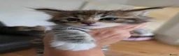 Siberian cats for sale: Pure gorgeous Siberian Kittens - Advert 30