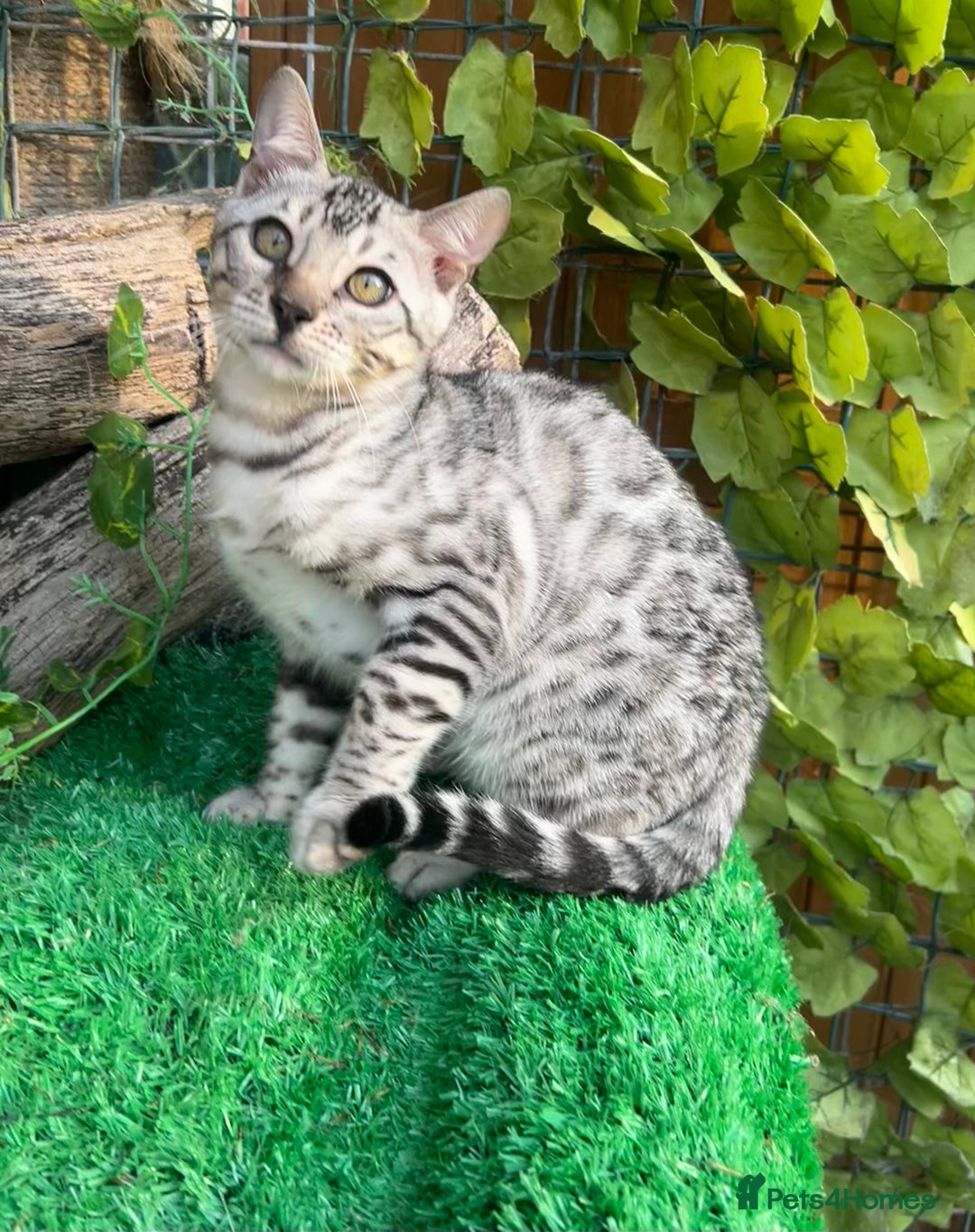 Bengal cats for sale: Two incredibly friendly TICA reg kittens  in Darwen - Image 8