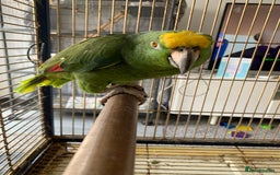 Parrots birds for sale: Amazon Parrot - Image 2
