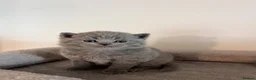 British Shorthair cats for sale: British Shorthair Kittens 😻✨ - Advert 2