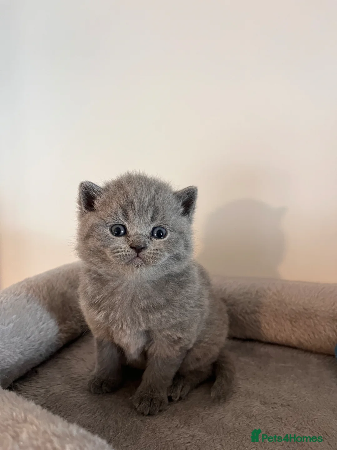 British Shorthair cats for sale: British Shorthair Kittens 😻✨ - Advert 2