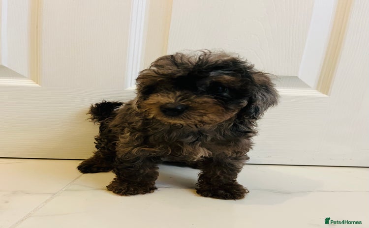 Miniature Poodle dogs - Advert 1