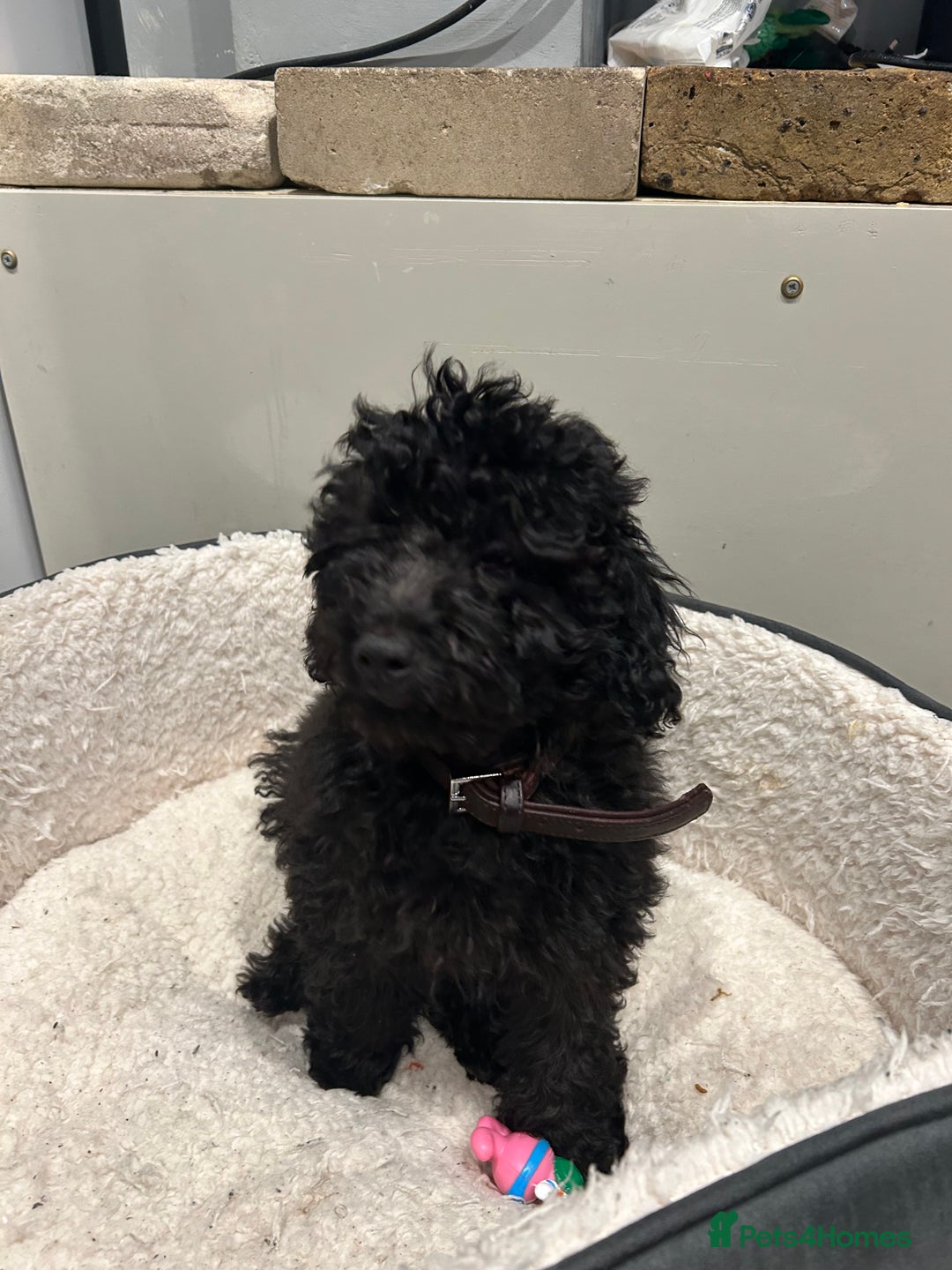 Cockapoo dogs for sale: 14 week old male cockapoo - Advert 3