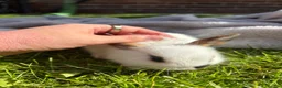 Mixed Breed rabbits for sale: Gorgeous mixed dwarf lop bunnies  - Advert 10
