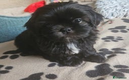 Shih Tzu dogs for sale: Imperial Shih tzu Pupps💙 Ready to leave!  - Image 21