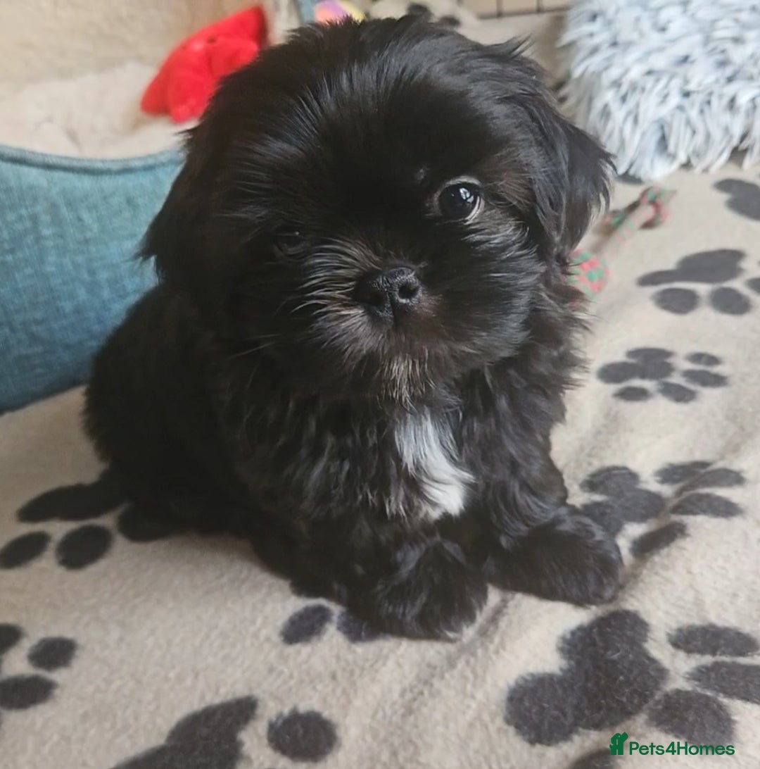 Shih Tzu dogs for sale: Imperial Shih tzu Pupps💙 Ready to leave!  - Image 21